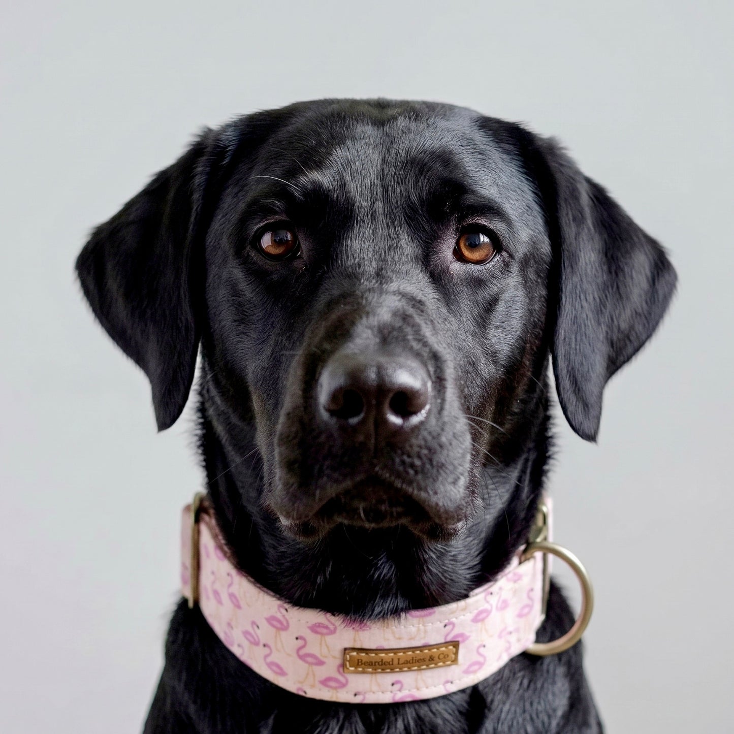 Pink Flamingo Club Dog Collar