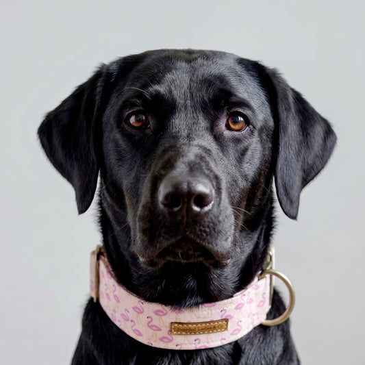 Pink Flamingo Club Dog Collar