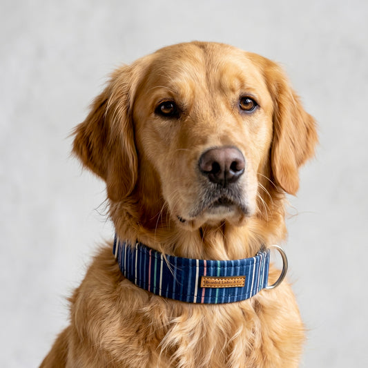 The Seaside Prep Dog Collar