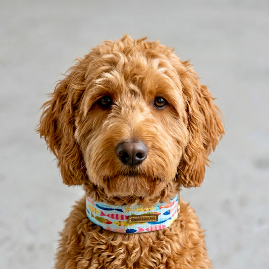 Tropical Fish Dog Collar