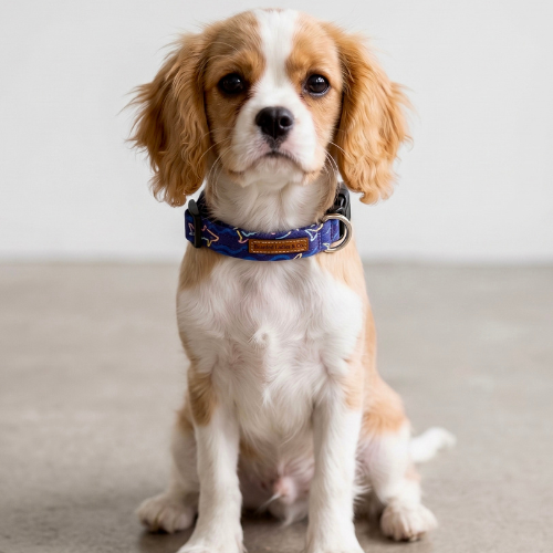 Fin Patrol Dog Collar